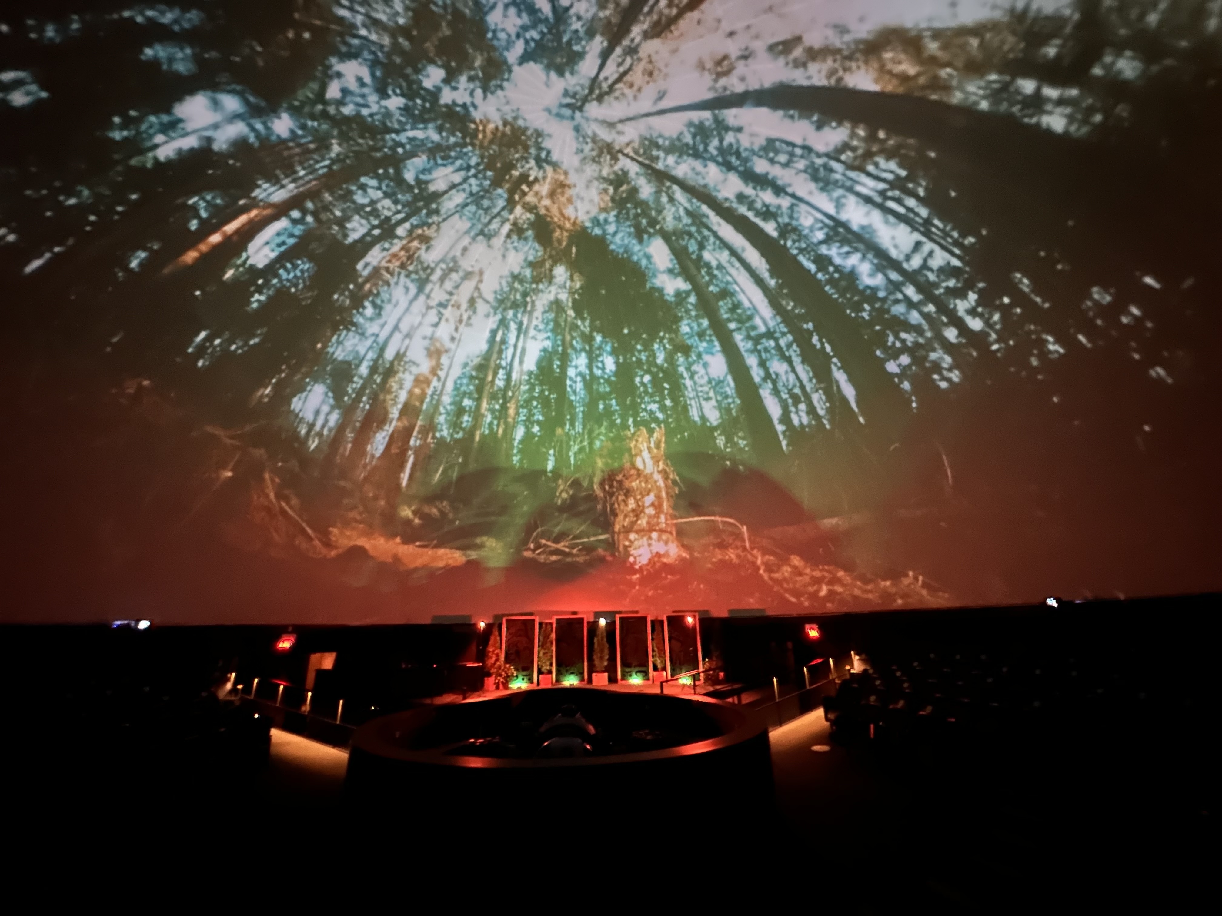 Immersive dome presentation of a forest canopy viewed from below